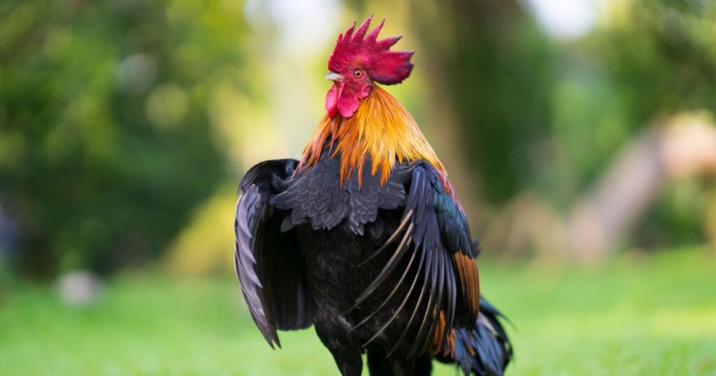 Old-Fashioned Rooster Names