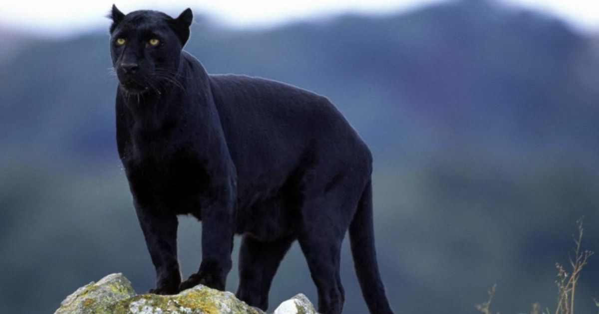 Panther Names