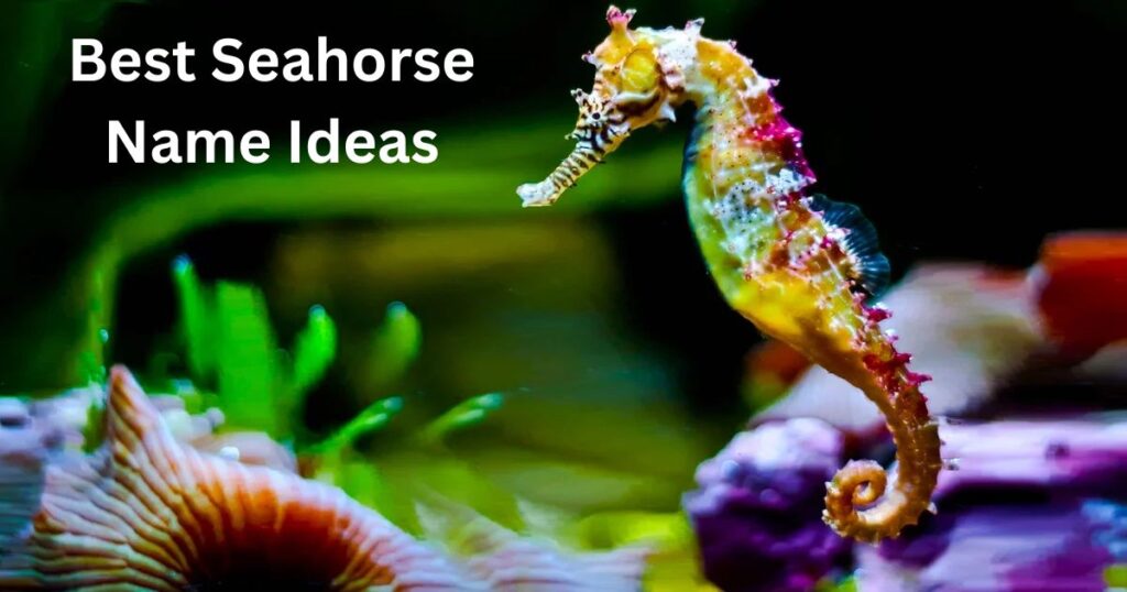 Best Seahorse Name Ideas