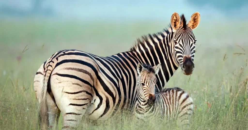 Pet Zebra Names