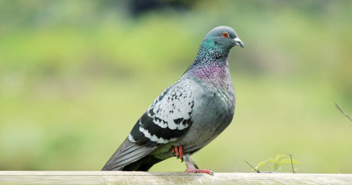 Pigeons Names