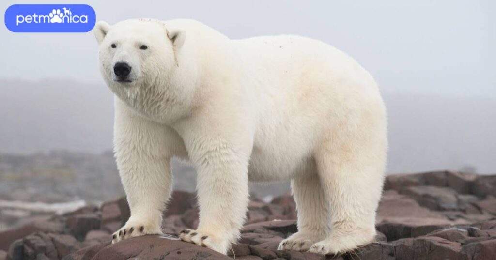 Polar Bear Names Male