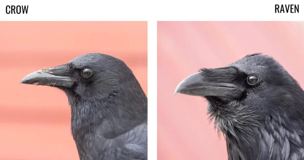 Pop Culture Crow and Raven Names