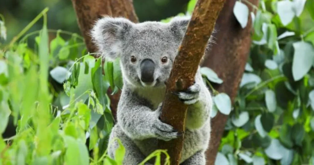 Popular Koala Names