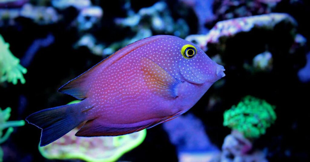 Popular Purple Fish Names