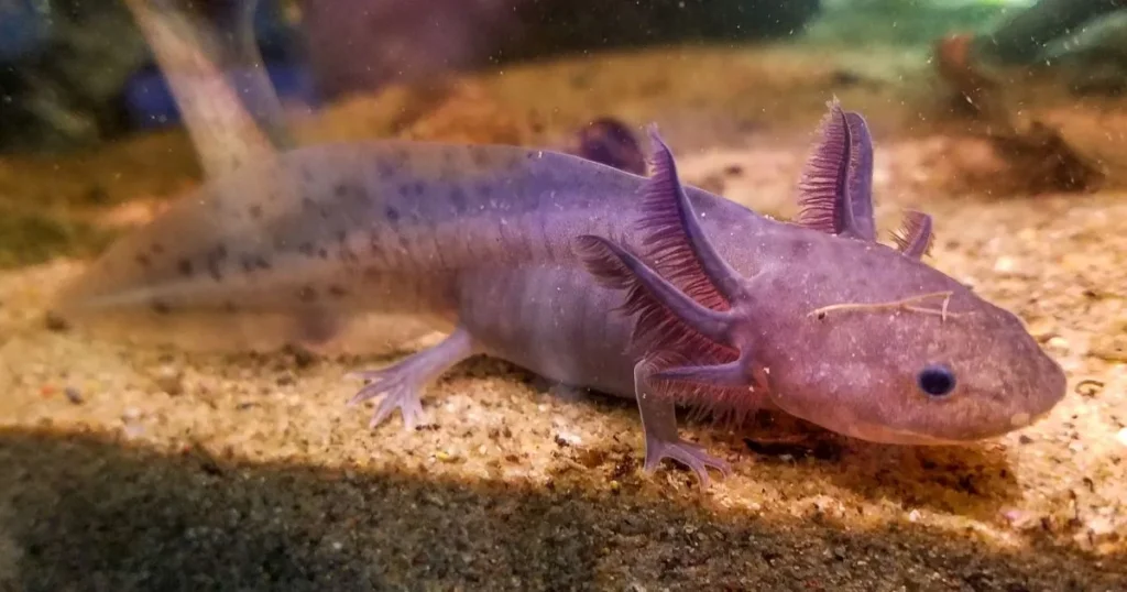 Purple Axolotls Names