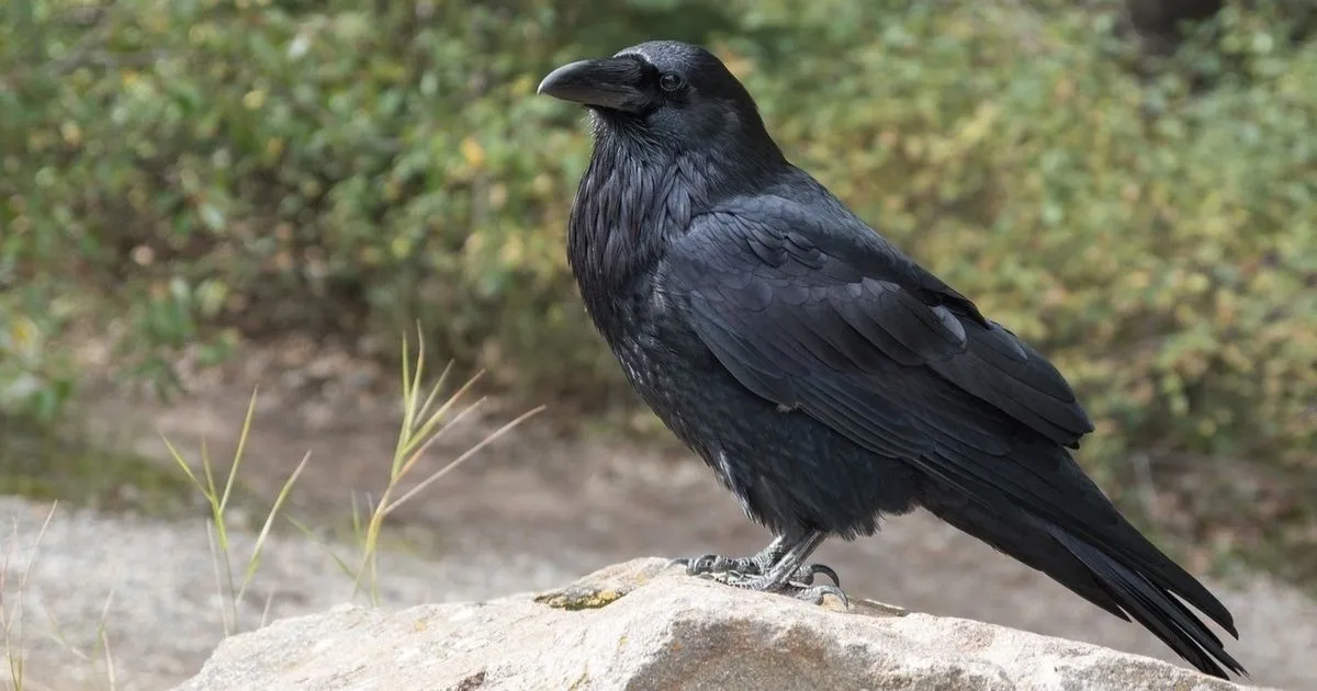 Raven Names