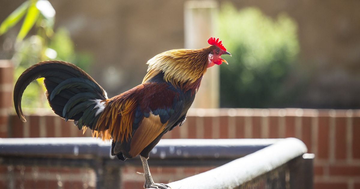 Rooster Names