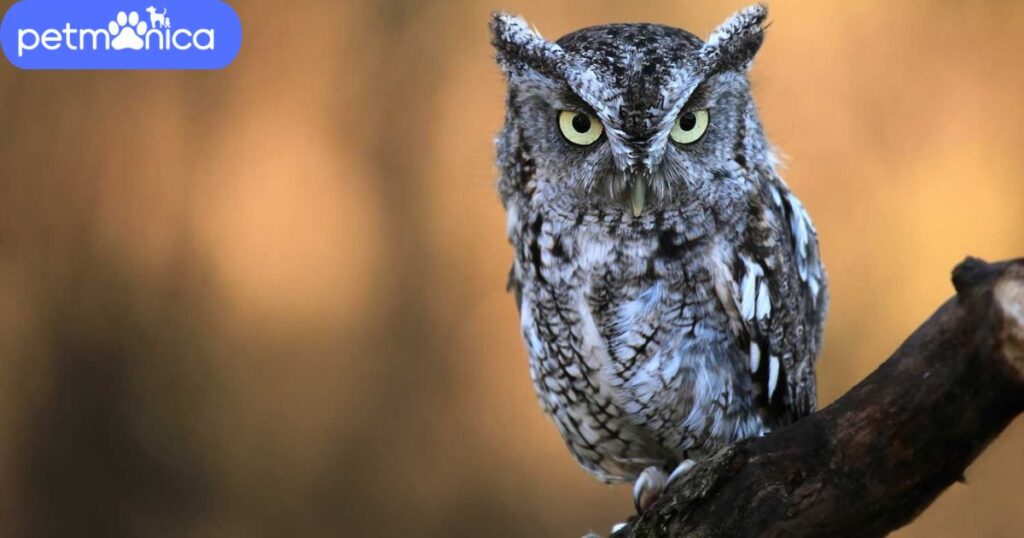 Screech Owl Names