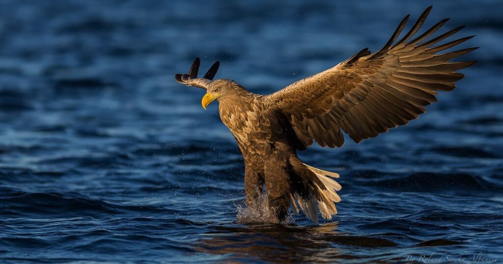 Sea Eagle Names