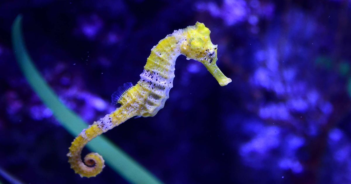 Seahorse Names