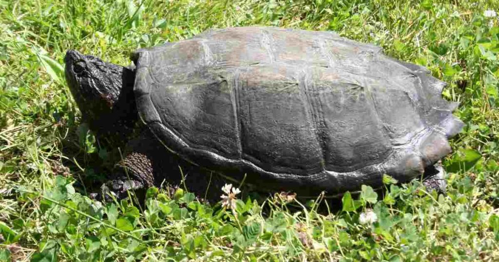 Snapping Turtle Names