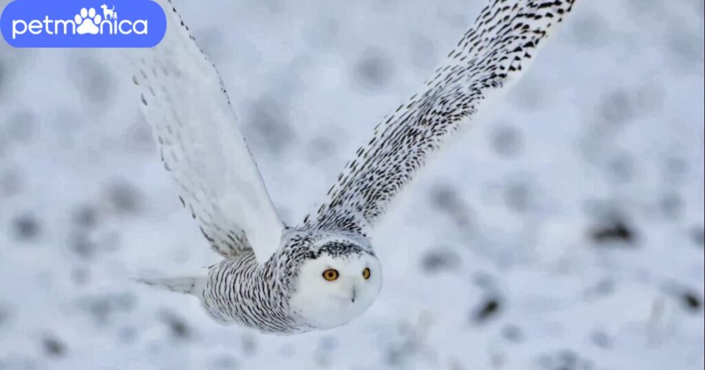 Snowy Owl Names