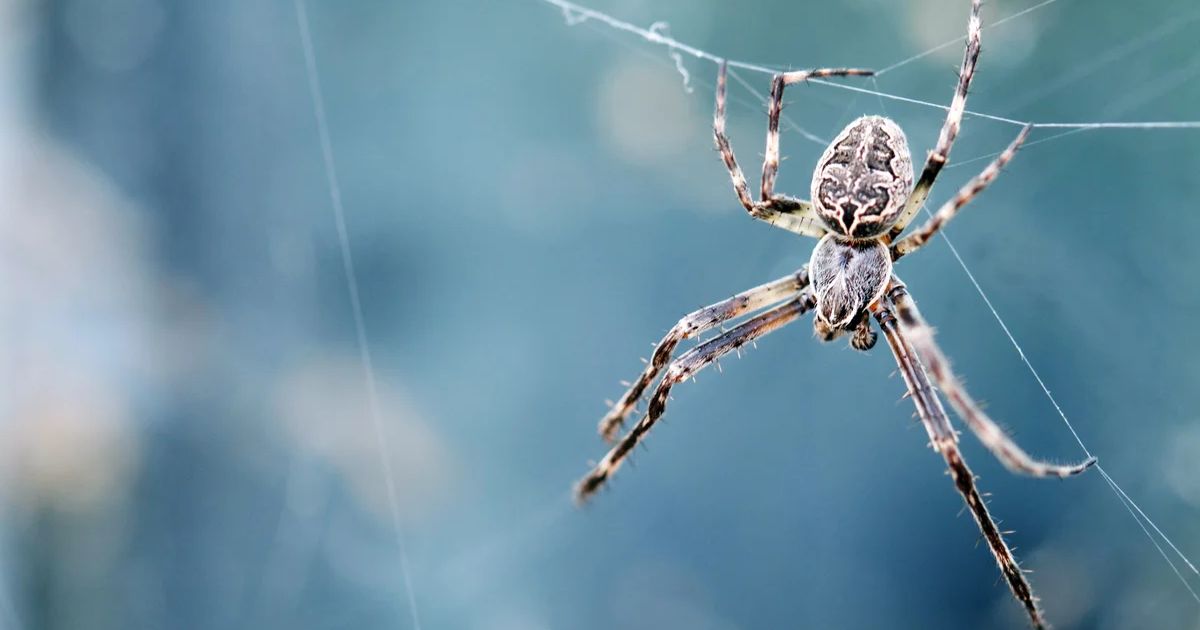 Spider Names