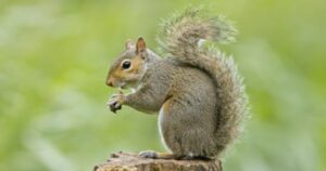 Squirrel Names