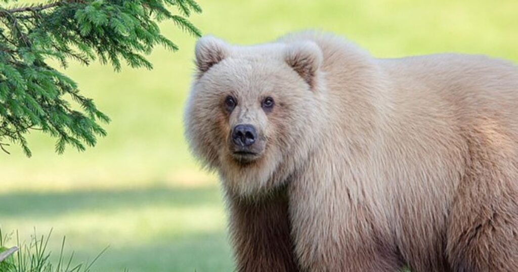 Unique Bear Names