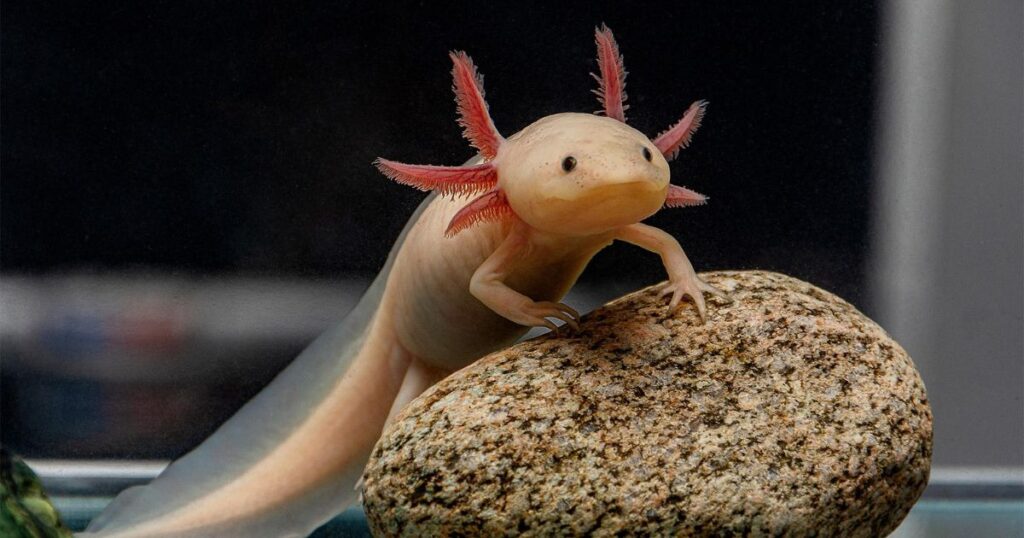 Unique Names for Axolotl