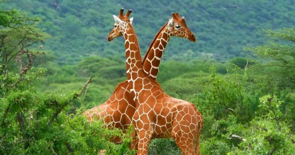 Unique Names for Giraffe