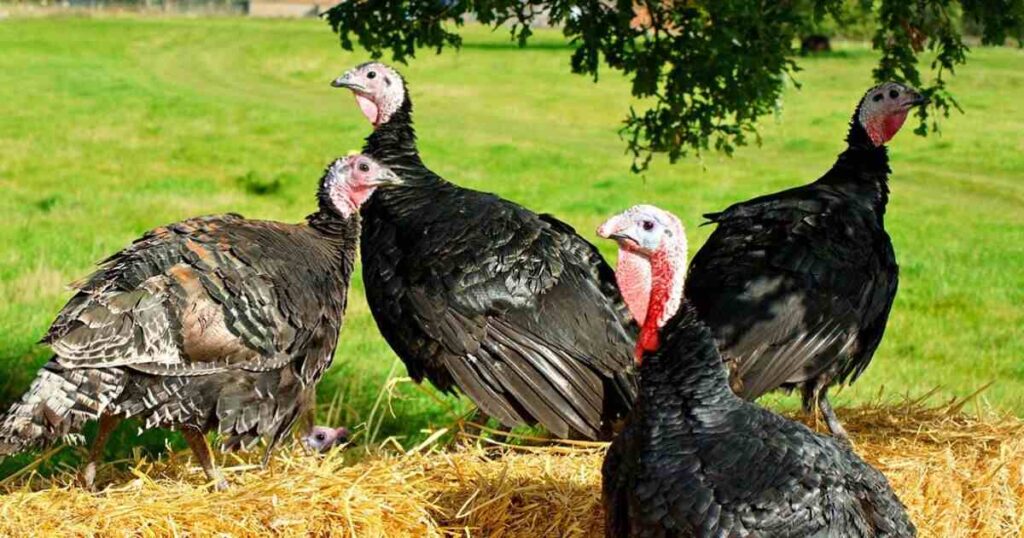 Unique Turkey Names