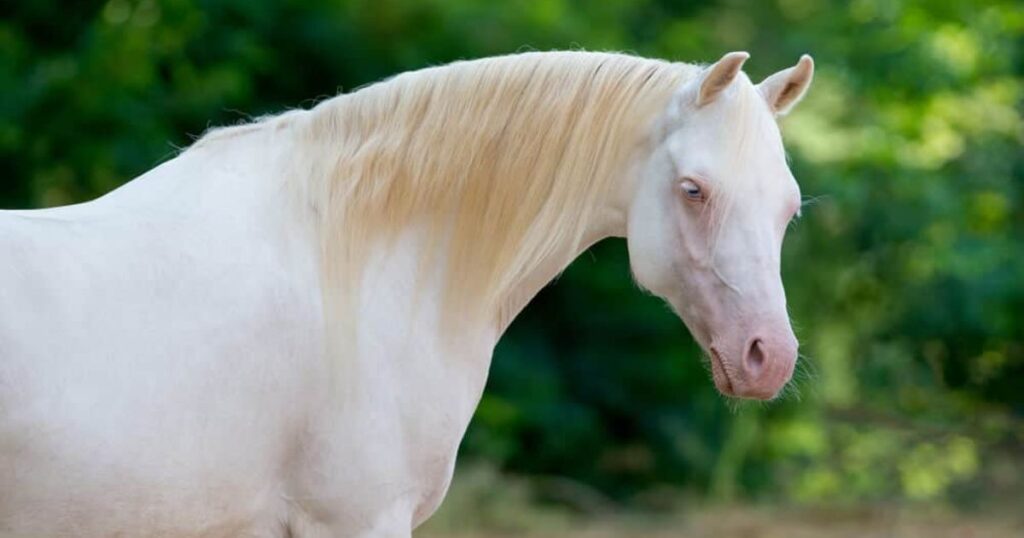 Unique White Horse Names