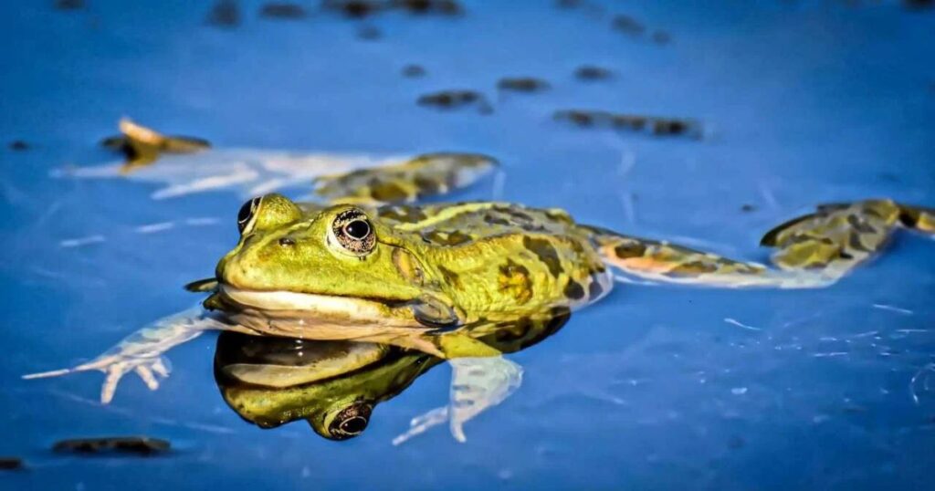 Water-Related Frog Names