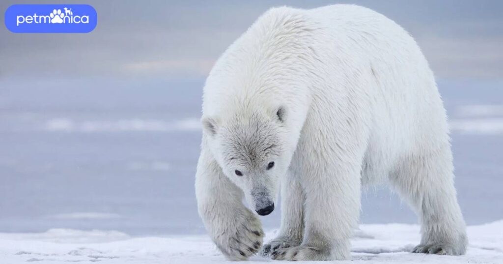 White Bear Names