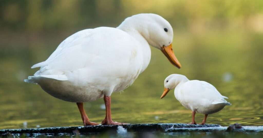 White Duck Names