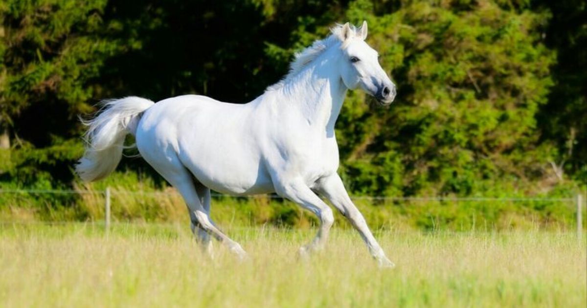 White Horse Names