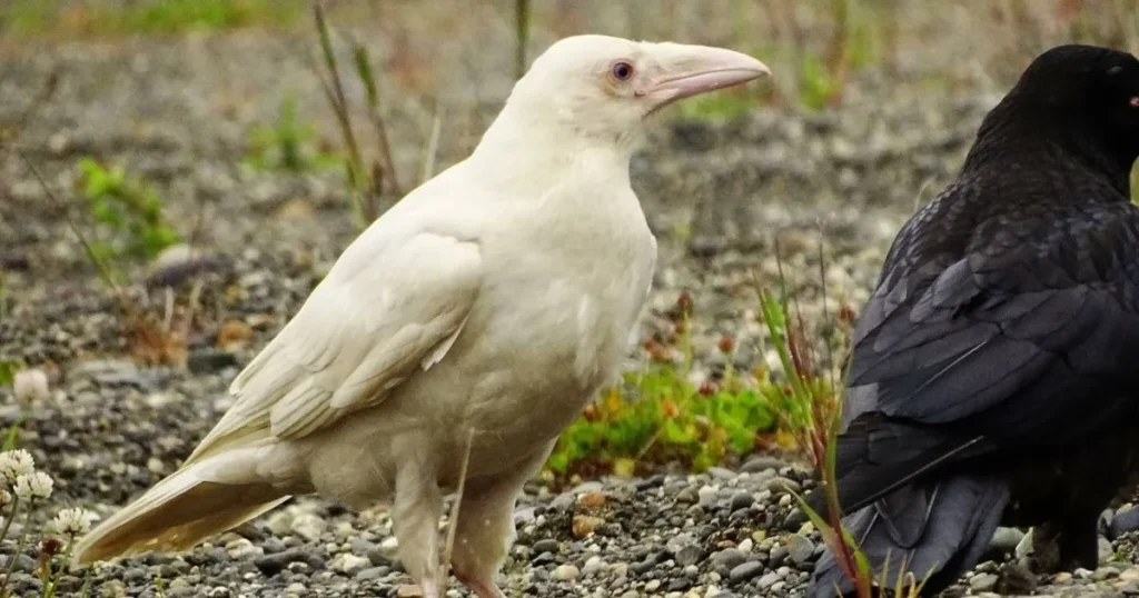 White Raven Names