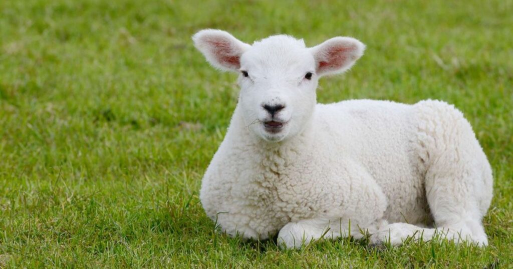 White Sheep Names