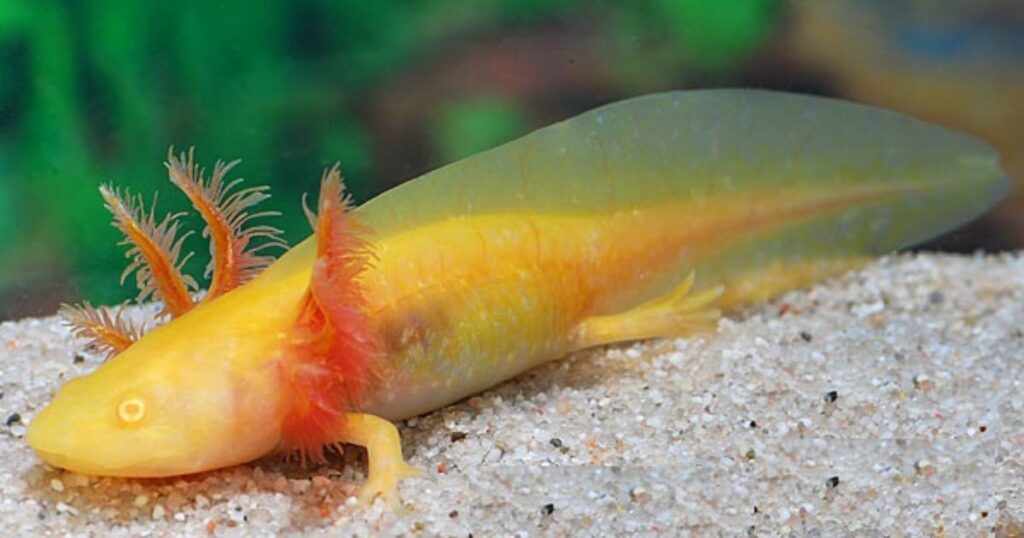 Yellow Axolotls Names