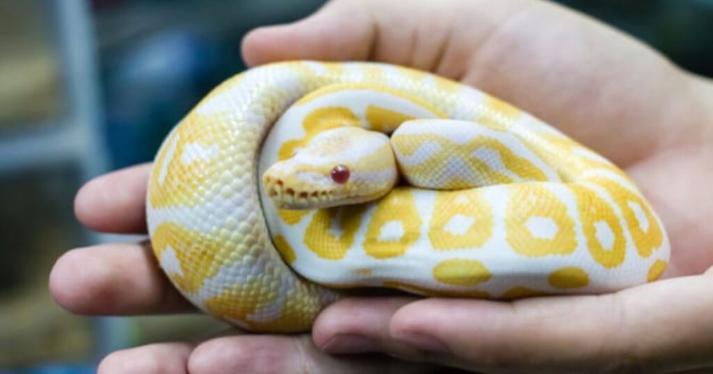 Yellow Pet Snake Names