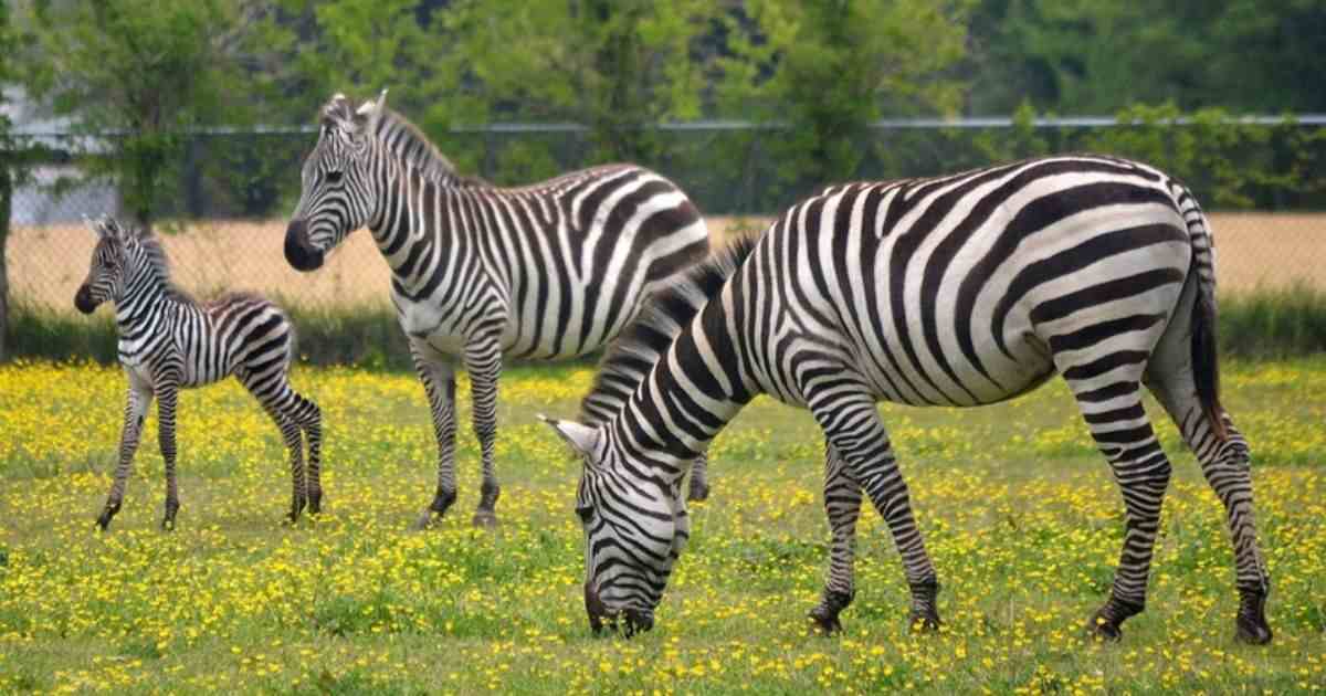 Zebra Names