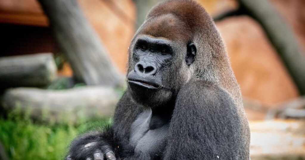 Zoo Gorilla Names