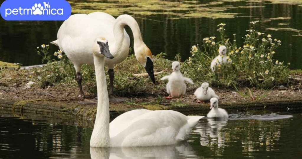 Adorable Swan Names