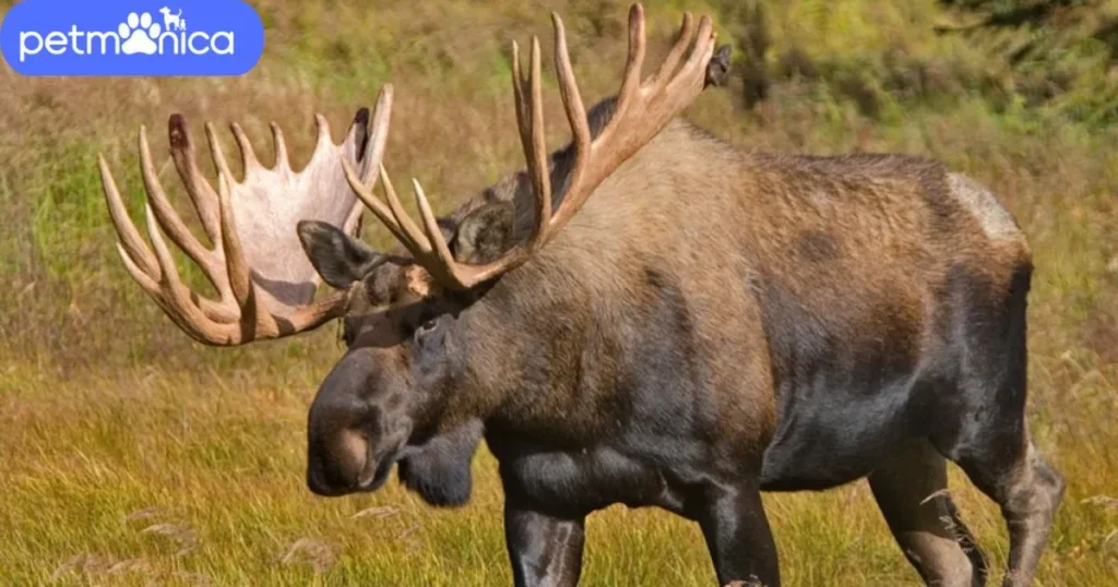 Alaska Moose Name Ideas