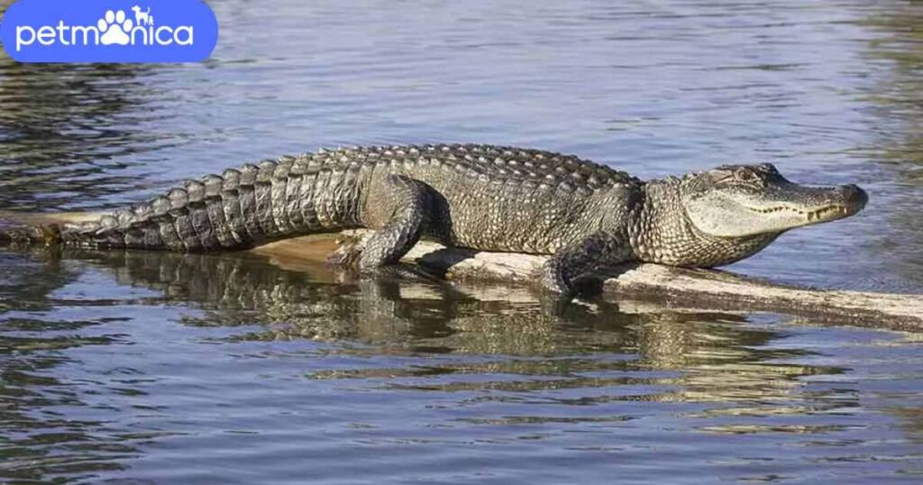 Alligator Names Starting with A