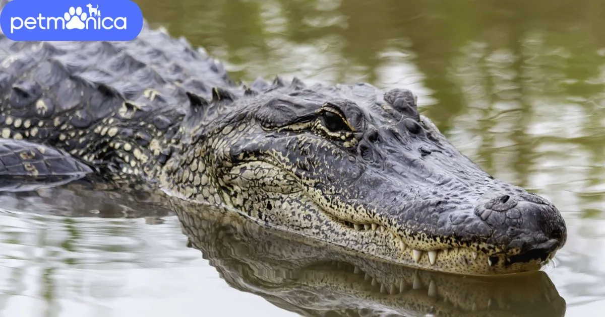 Alligator Names