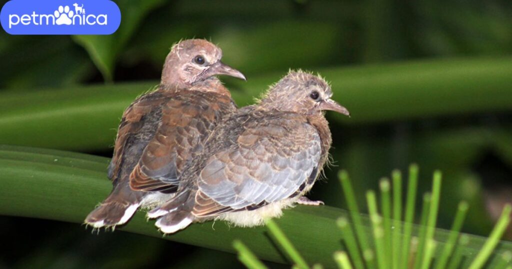 Baby Dove Names