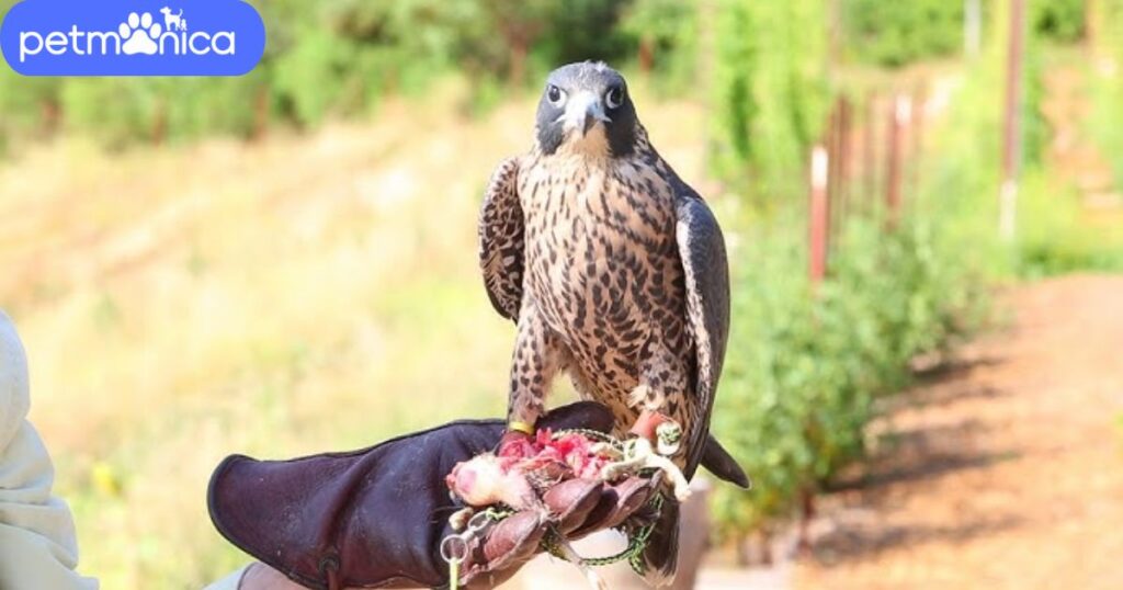 Baby Falcon Names