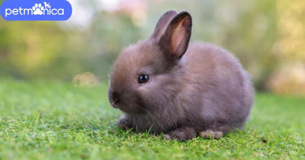 Baby Rabbit Names