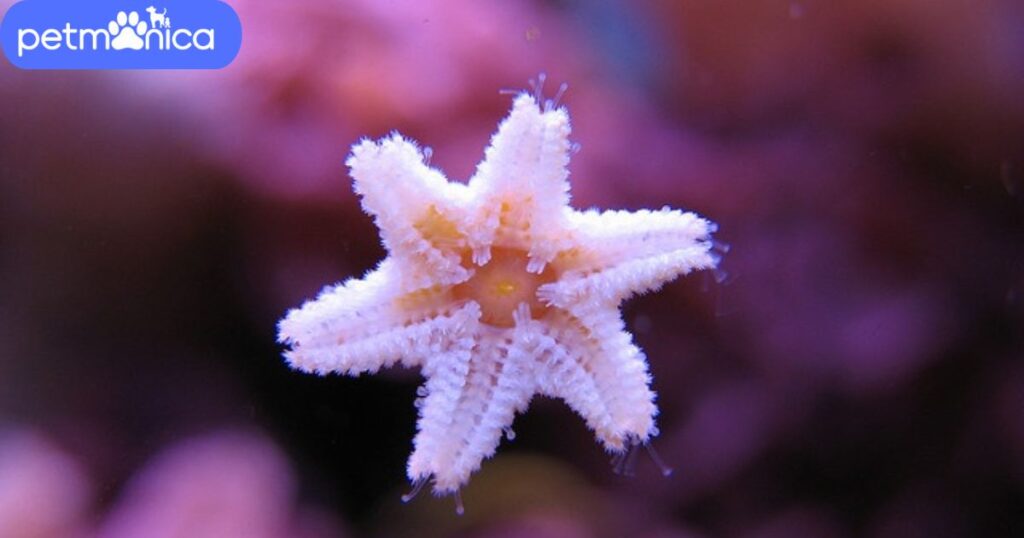 Baby Starfish Names