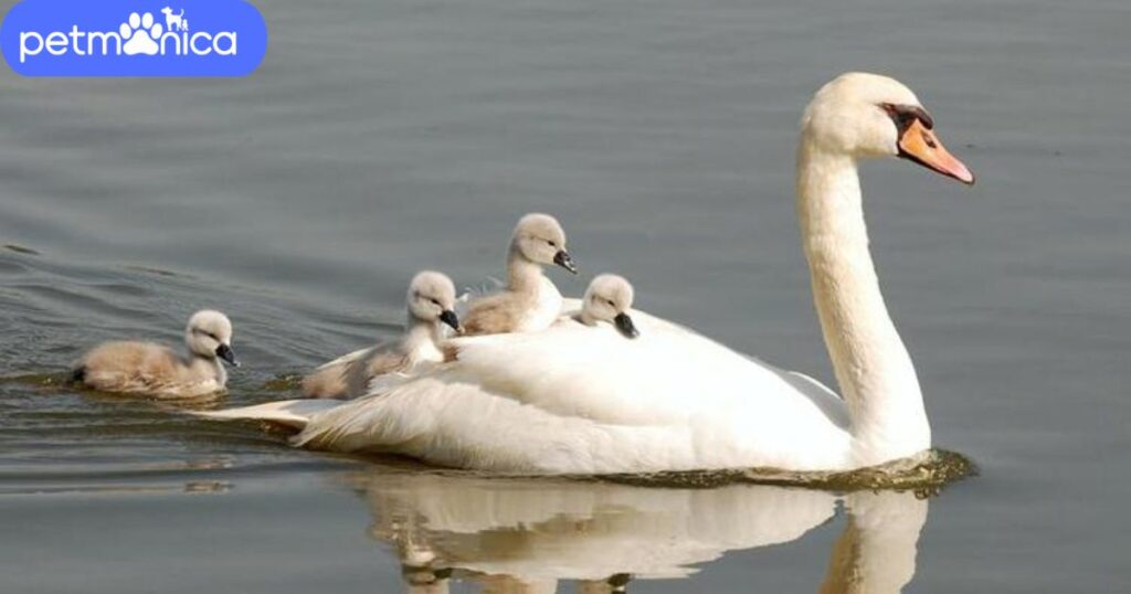 Baby Swan Names