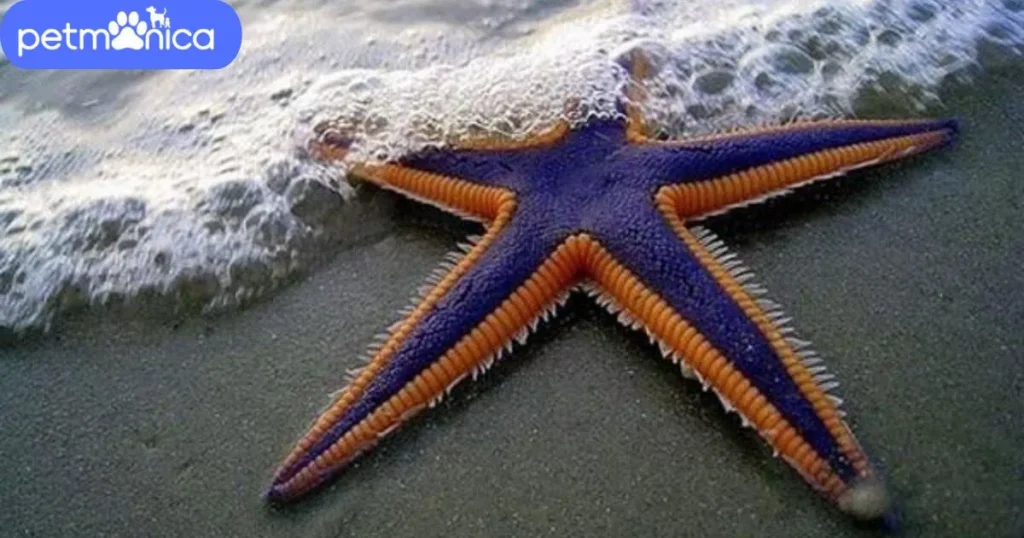 Badass Starfish Names