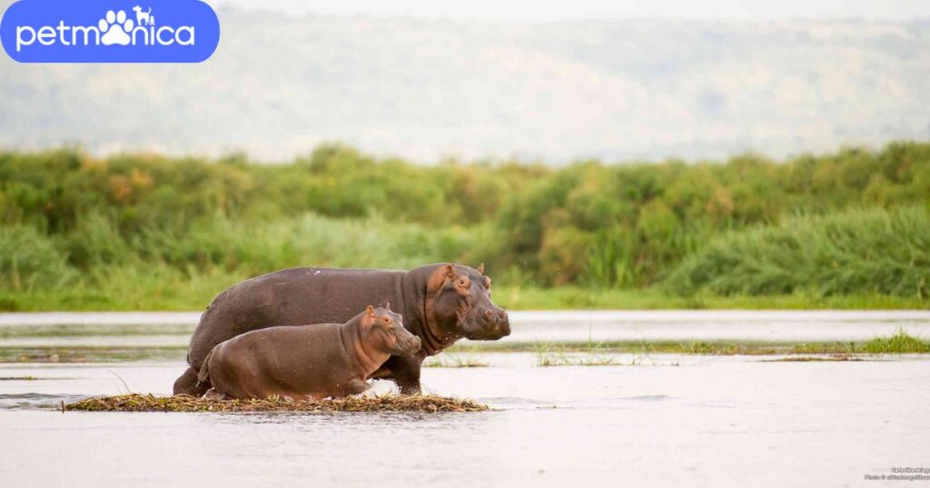 Best Hippopotamus Names