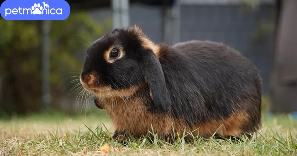 Black and Brown Rabbit Names