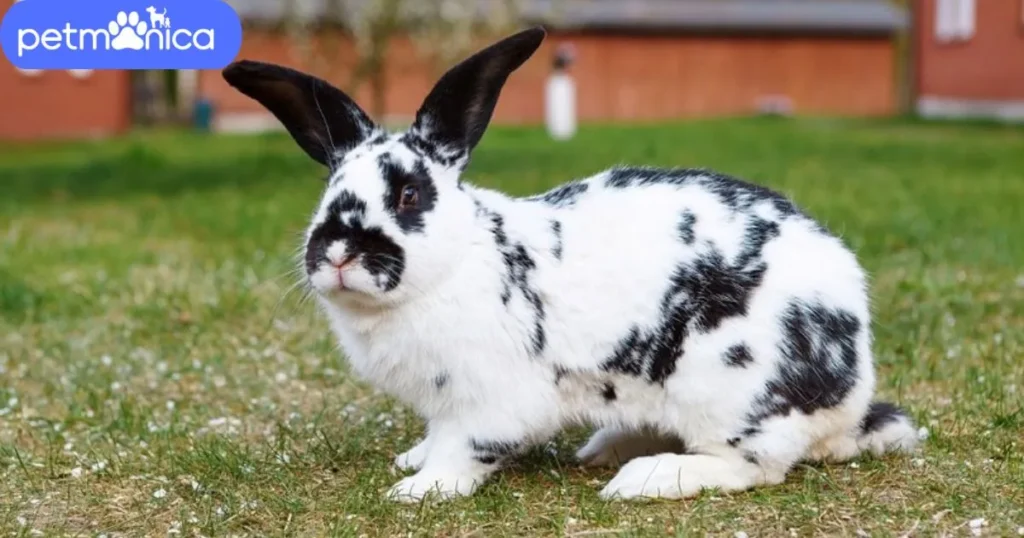 Black and White Rabbit Names