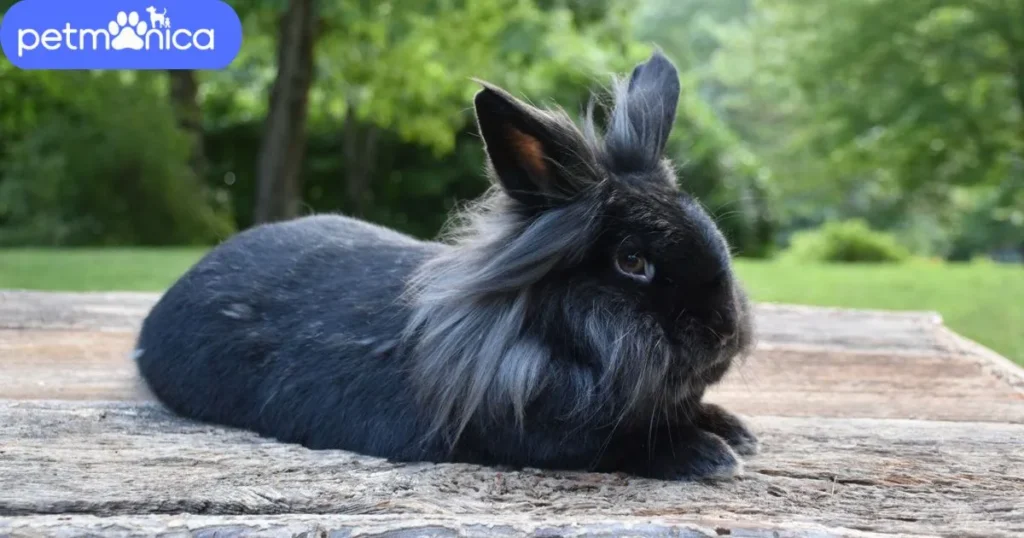 Black Lionhead Rabbit Names