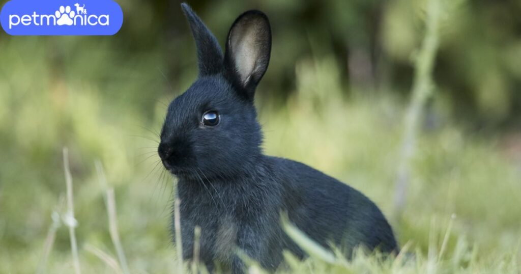 Black Rabbit Names