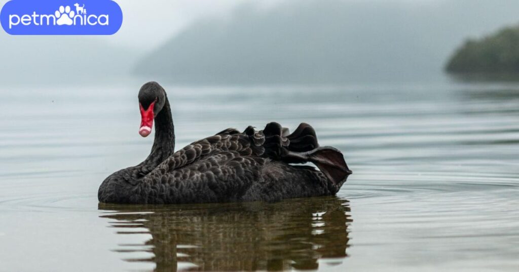 Black Swan Names